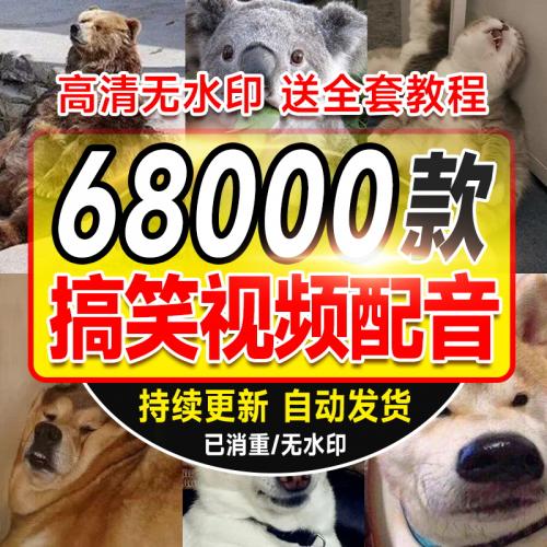 搞笑视频无水印高清素材抖音快手原创短视频宠物动物段子剧本