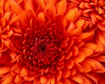 在线商城生态系统出售带版的权