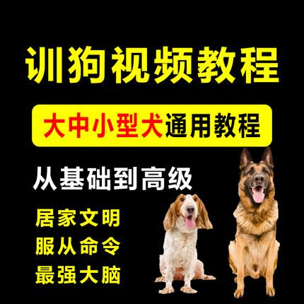 训狗视频教程训犬师教练一对一指导定点排便乱叫乱咬驯狗训练狗